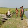 Babinsa Patianrowo Bersama PPL Tinjau Lokasi Panen Padi di Desa Babadan