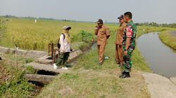Babinsa Patianrowo Bersama PPL Tinjau Lokasi Panen Padi di Desa Babadan