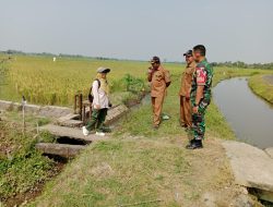 Babinsa Patianrowo Bersama PPL Tinjau Lokasi Panen Padi di Desa Babadan