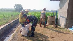 Babinsa Sonopatik Koramil 0810/04 Berbek Bantu Jemur Padi Di Wilayah Binaan