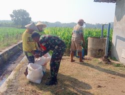 Babinsa Sonopatik Koramil 0810/04 Berbek Bantu Jemur Padi Di Wilayah Binaan