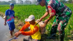 Babinsa Tanjunganom Dampingi Petani Berantas Gulma Padi, Wujudkan Swasembada Pangan