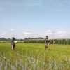Babinsa Bantu Warga dalam Pemupukan Padi, Wujudkan Ketahanan Pangan