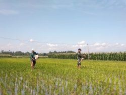 Babinsa Bantu Warga dalam Pemupukan Padi, Wujudkan Ketahanan Pangan