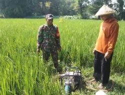 Babinsa Tegaron Dampingi Petani Lakukan Penyiangan dan Pengairan Padi