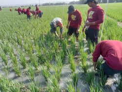 Tekad Sukseskan Swasembada Pangan Nasional, Babinsa dan PPL Terus Dampingi Petani di Lapangan