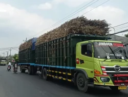Truk Angkut Tebu ODOL Marak di Kediri, Dishub Siapkan Razia dan Tilang