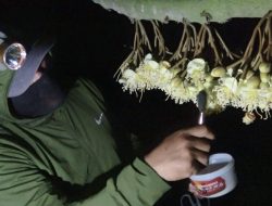Petani Lamongan Kembangkan Durian Premium Lewat Polinasi Manual