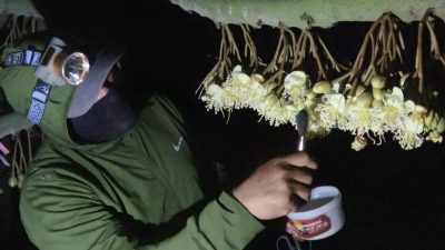 Petani Lamongan Kembangkan Durian Premium