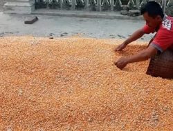 Petani Jagung Sumringah, Harga Tembus Rp 6.000 Per Kilogram