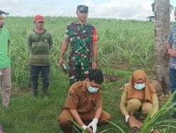 Blitar Geger! Mayat Pria Tanpa Identitas Ditemukan di Lahan Tebu Perhutani