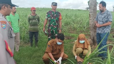 Pria Tanpa Identitas Ditemukan di Lahan Tebu Perhutani