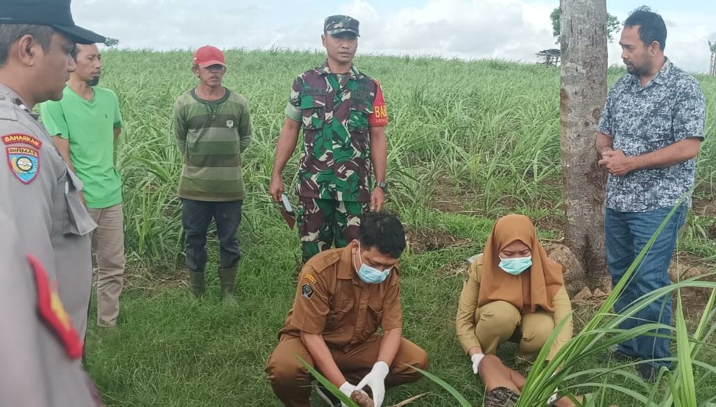 Pria Tanpa Identitas Ditemukan di Lahan Tebu Perhutani