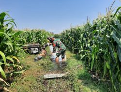 Babinsa Koramil 0810/11 Prambon Bantu Petani Irigasi Lahan Jagung di Desa Sonoageng