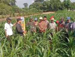 Babinsa Dampingi PPL Sosialisasi Insektisida pada Jagung, Upaya Tingkatkan Produktivitas Petani