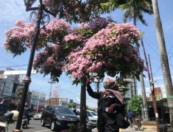 Tabebuya Bermekaran, Jalan Ahamad Yani Nganjuk Jadi Spot Selfie Serasa di Negri Sakura
