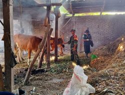 Babinsa Rejoso Dampingi Vaksinasi Hewan Ternak di Desa Wengkal