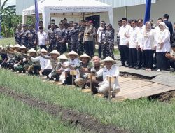 Panen Raya Ketahanan Pangan TNI AL, Pemkab Nganjuk Perkuat Sinergi Menuju Swasembada Nasional