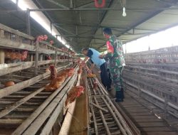 Babinsa Koramil 0810/18 Ngetos Dampingi Warga Panen Telur Ayam di Desa Kepel