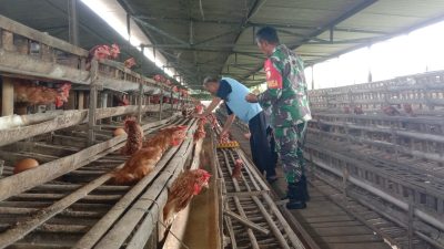 Babinsa Koramil 0810/18 Ngetos Dampingi Warga Panen Telur Ayam di Desa Kepel
