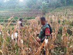 Babinsa Koramil 0810/18 Ngetos Dampingi Warga Panen Jagung di Desa Kepel