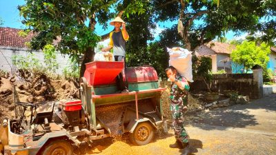 Babinsa Suru Bantu Warga Giling Jagung di Tengah Cuaca Tak Menentu