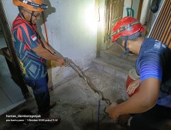 Serem! Ada Ular di Plafon Rumah Warga Pace, Damkarmat Turun Tangan