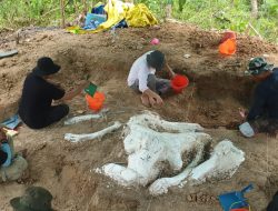Geger! Rangka Gajah Purba Stegodon Utuh Berusia 800.000 Tahun Ditemukan di Nganjuk