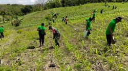 Babinsa Lengkonglor Bersama Perhutani Gelar Penanaman Pohon Jati di Kawasan Hutan RPH