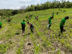 Babinsa Lengkonglor Bersama Perhutani Gelar Penanaman Pohon Jati di Kawasan Hutan RPH