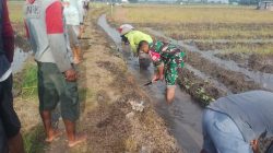 Menjelang Musim Tanam, Babinsa Desa Sambikerep Laksanakan Pembersihan Saluran Irigasi Bersama Poktan Rukun Tani