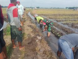 Menjelang Musim Tanam, Babinsa Desa Sambikerep Laksanakan Pembersihan Saluran Irigasi Bersama Poktan Rukun Tani