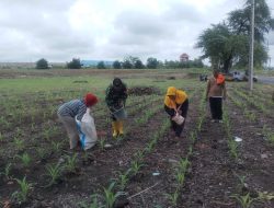 Babinsa Koramil 0810/15 Rejoso Melaksanakan Pendampingan Pemupukan Jagung Bersama Petani di Wilayah Binaannya
