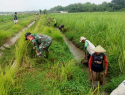 Babinsa Bersama Masyarakat Laksanakan Karya Bakti di Desa Paron