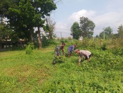 Babinsa Desa Sambikerep Bersama Warga Binaannya Laksanakan Kerja Bakti di Lokasi Rencana Pembangunan Koperasi Desa Kelurahan Merah Putih (KDKMP)