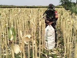 Dukung Ketahanan Pangan Wilayah, Babinsa Koramil 0810/03 Loceret Dampingi Petani Panen Jagung