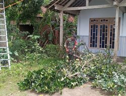 Babinsa Drenges Sigap Evakuasi Pohon Tumbang Akibat Angin Puting Beliung