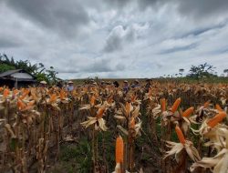 Dalam Rangka Mendukung Program Ketahanan Pangan Babinsa Koramil 0810/15 Rejoso Panen Jagung Bersama Petani diWilayah Binaannya