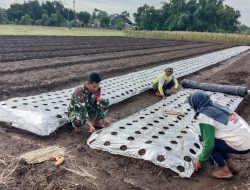 Wujudkan Hanpangan, Personel Koramil 0810/11 Prambon Siapkan Lahan untuk Tanam Sayur Pakcoy