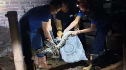 Serem! Ular Phython Sepanjang 3 Meter Kerap Mangsa Ternak Warga Ngetos