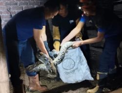 Serem! Ular Phython Sepanjang 3 Meter Kerap Mangsa Ternak Warga Ngetos