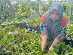 Dari Hobi Jadi Cuan, Warga Jombang Dapat Penghasilan dengan Merawat Anggrek di Rumah