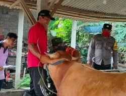 DKPP Kediri Gencarkan Edukasi dan Vaksinasi Hewan Ternak Jelang Musim Hujan