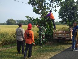 CIPTAKAN LINGKUNGAN YANG BERSIH BABINSA MELAKSANAKAN KERJA BAKTI PEMBERSIHAN POHON DI PINGGIR JALAN YANG MENGGANGU PENGUNA JALAN DI DESA NYA.
