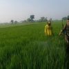 BABINSA KORAMIL 0810/02 BAGOR DAMPINGI PETANI LAKUKAN PENYEMPROTAN TANAMAN PADI
