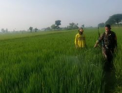 BABINSA KORAMIL 0810/02 BAGOR DAMPINGI PETANI LAKUKAN PENYEMPROTAN TANAMAN PADI