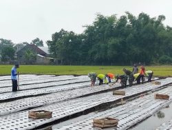 Personel Koramil 0810/11 Prambon Laksanakan Penanaman Sayur Pakcoy di Lahan Demplot