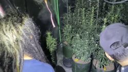 Polres Jombang Gerebek Rumah Kontrakan, Temukan Ratusan Batang Ganja Siap Panen