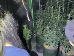 Polres Jombang Gerebek Rumah Kontrakan, Temukan Ratusan Batang Ganja Siap Panen