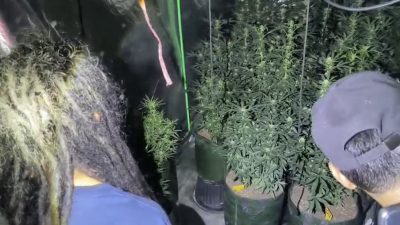 Polres Jombang Gerebek Rumah Kontrakan, Temukan Ratusan Batang Ganja Siap Panen